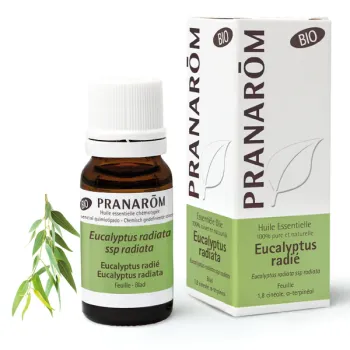 Huile essentielle d'Eucalyptus radié bio Pranarôm
