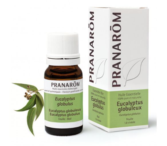 Huile essentielle d'Eucalyptus globuleux Pranarôm - flacon de 10 ml